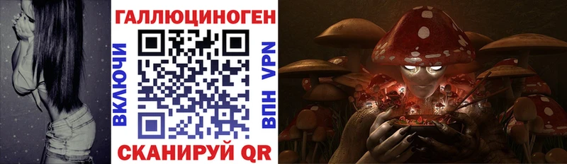 Псилоцибиновые грибы Cubensis  Гдов 